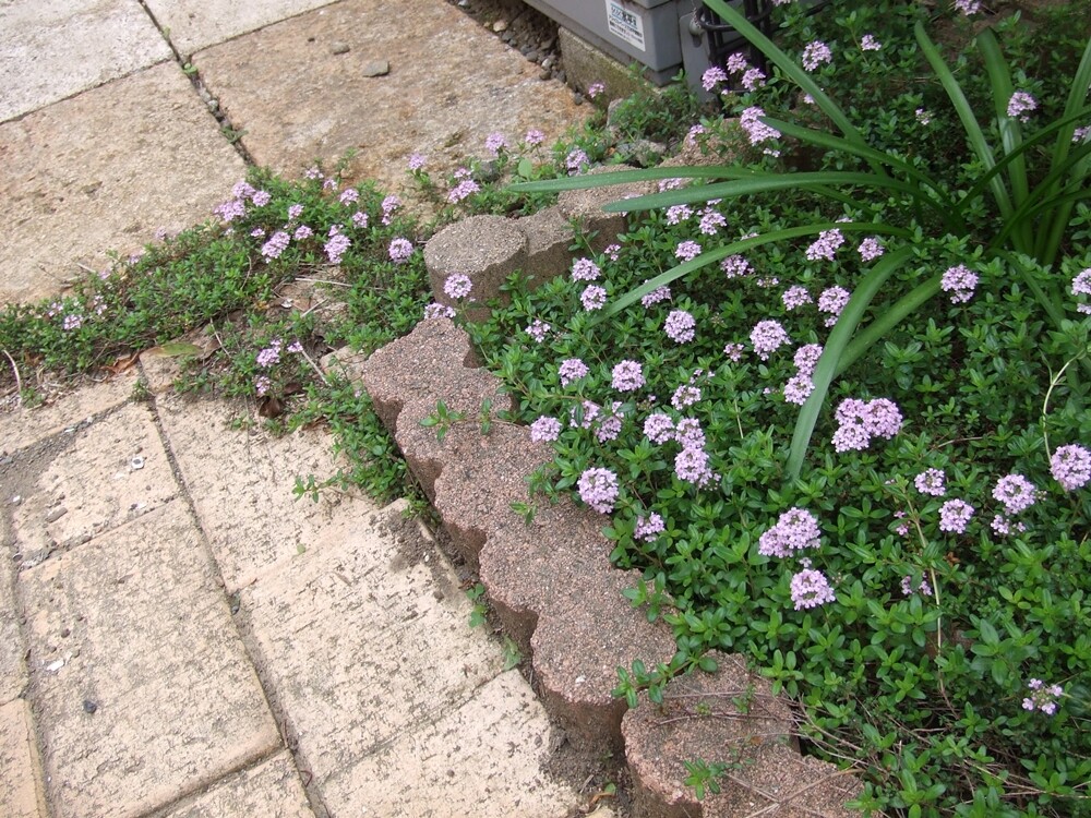 植えてはイケナイ Happy Go Lucky 心地いい暮らしのコツ Powered By ライブドアブログ