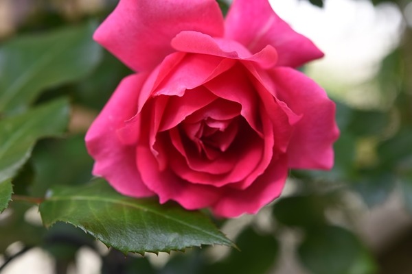 DSC_8701