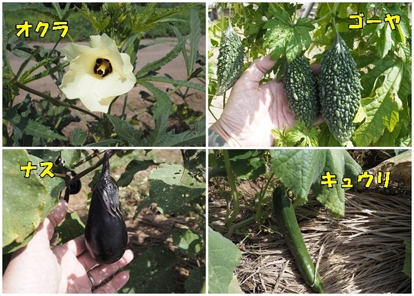 山梨夏野菜１