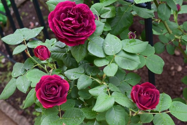 庭のバラが開花 深紅のオールドローズ スヴニール ドゥ ドクドール ジャメイン Happy Go Lucky 心地いい暮らしのコツ Powered By ライブドアブログ 庭のバラが開花 深紅のオールドローズ スヴニール ドゥ ドクドール ジャメイン Happy Go Lucky 心地いい暮らしのコツ Powered By ライブドアブログ