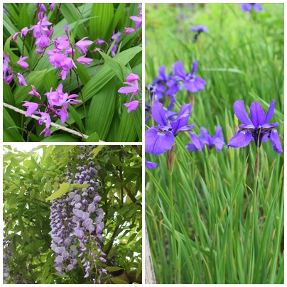 向島百花園3