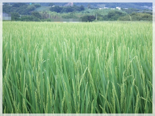 c988cf2c.jpg