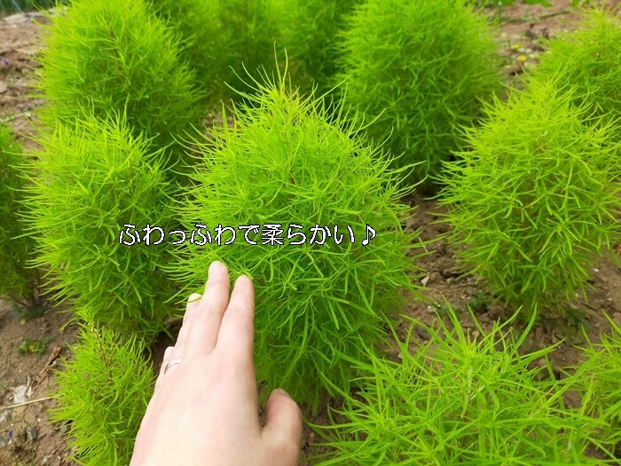 紅葉が美しいだけでなく枯れても役立つ コキア って箒になるって知っていました Happy Go Lucky 心地いい暮らしのコツ Powered By ライブドアブログ 紅葉が美しいだけでなく枯れても役立つ コキア って箒になるって知っていました Happy Go Lucky 心地いい暮らしのコツ Powered By ライブドアブログ