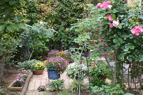 庭の植物はこうやって増えていく 皿 Happy Go Lucky 心地いい暮らしのコツ Powered By ライブドアブログ