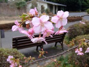 河津桜