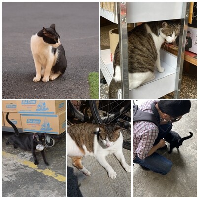 ねこ