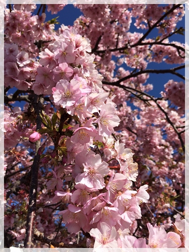 河津桜2