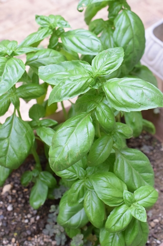 バジルって色々使えていいわ 私でも種から育てることができる丈夫な植物 Happy Go Lucky 心地いい暮らしのコツ Powered By ライブドアブログ