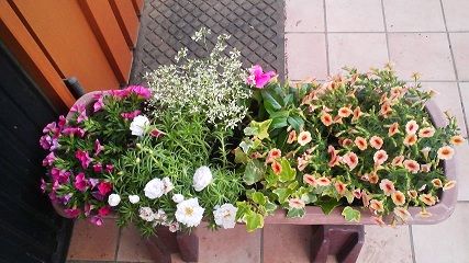 初夏の寄せ植え ペチュニア ニチニチソウ マツハボタン ベランダと花とわたし 初夏の寄せ植え ペチュニア ニチニチソウ マツハボタン ベランダと花とわたし