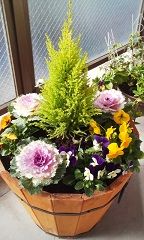 冬の寄せ植え コニファー ビオラ 葉ボタン ベランダと花とわたし