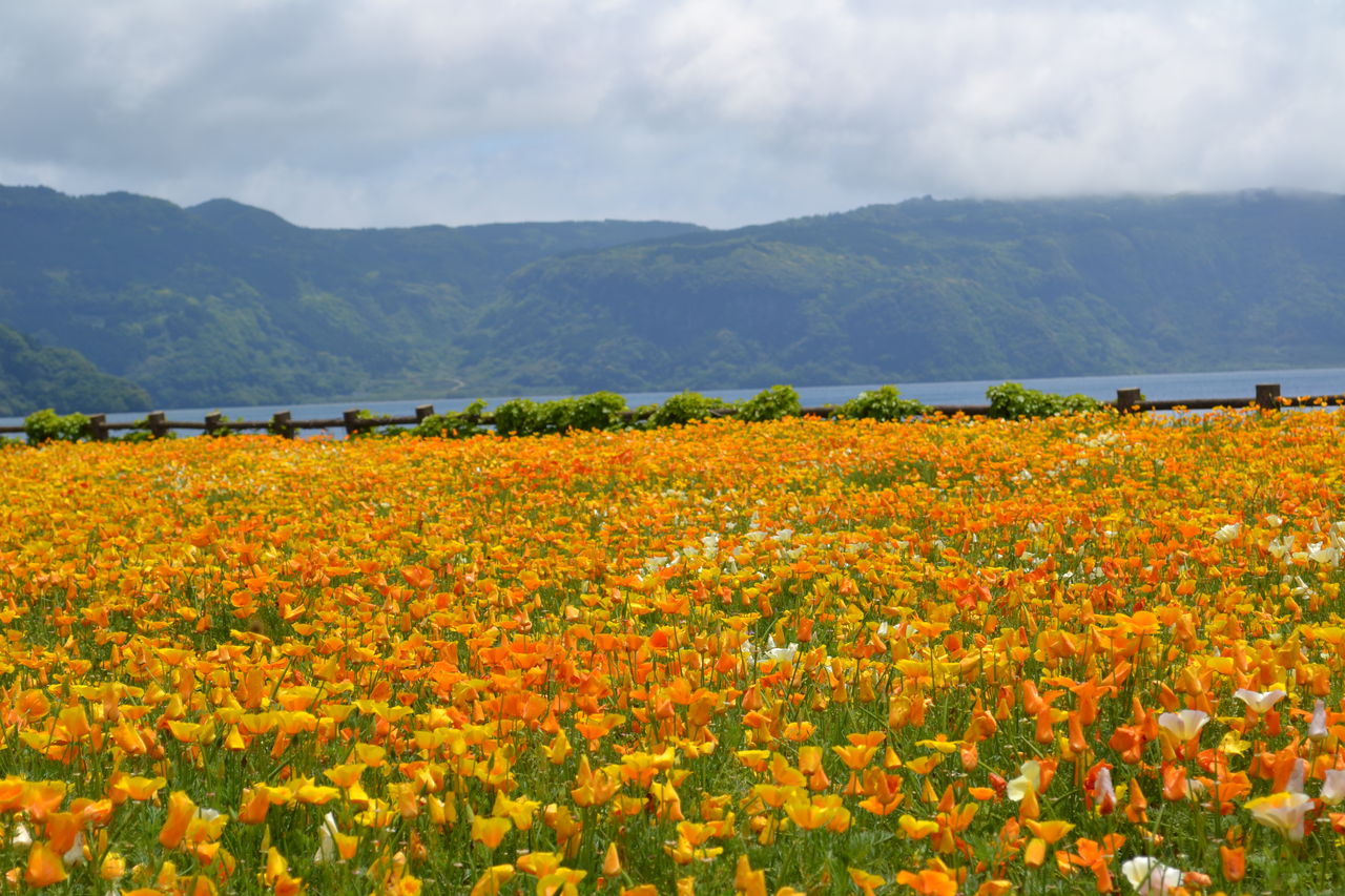池田湖と花畑 ベランダと花とわたし