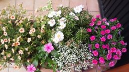 初夏の寄せ植え ペチュニア ニチニチソウ マツハボタン ベランダと花とわたし