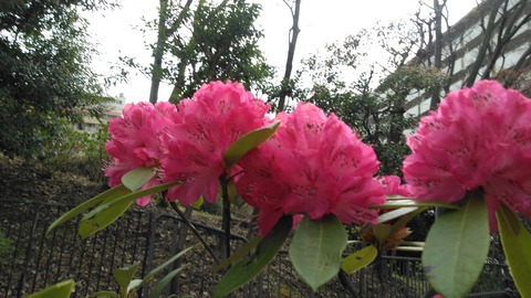 芍薬