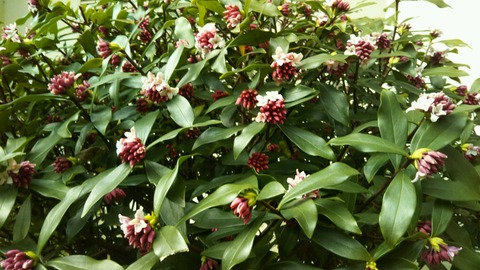 沈丁花4