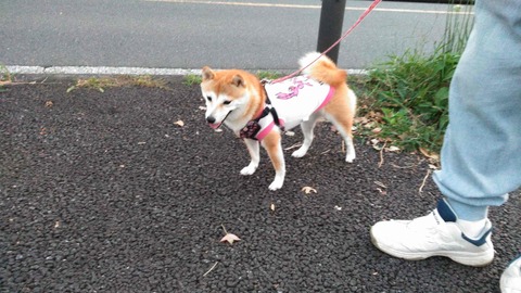 柴犬