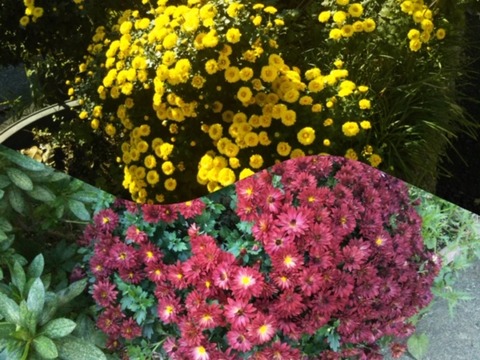秋の菊