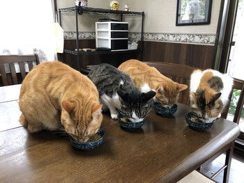 食事猫の