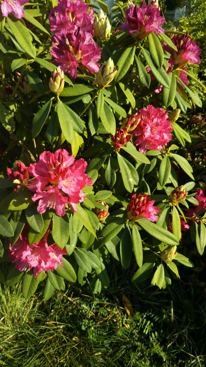 石楠花 西洋シャクナゲ 短歌と日々の想い