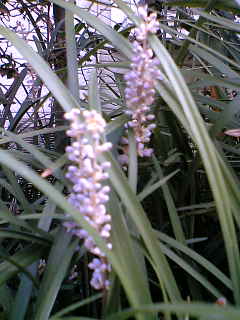 ヤブラン 花の仲間たち