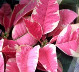 �ݥ��󥻥����ԥ�