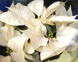 �ݥ��󥻥�����