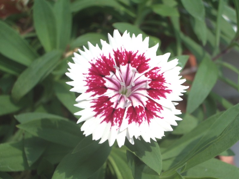 なでしこ 花日記