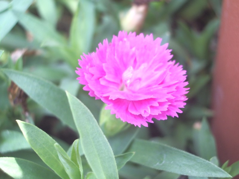 なでしこ 花日記