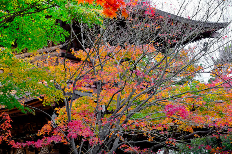 20181205_豪徳寺紅葉_14