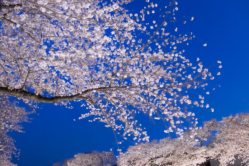 桜 18 野川の桜ライトアップ18 調布市 Hana39
