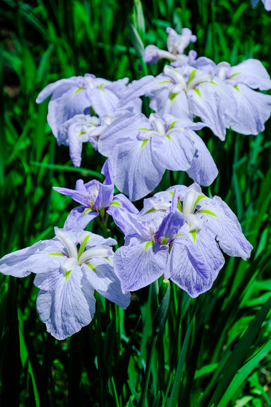 20190617_相模原公園花菖蒲_5