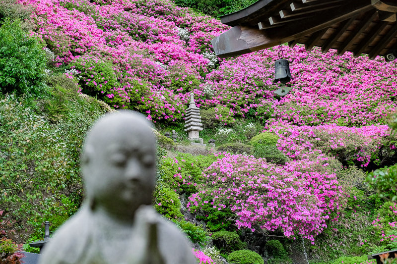 20180427_仏行寺ツツジ_10