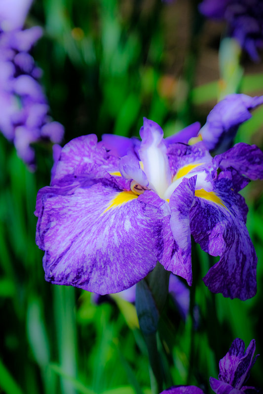 20190617_相模原公園花菖蒲_4