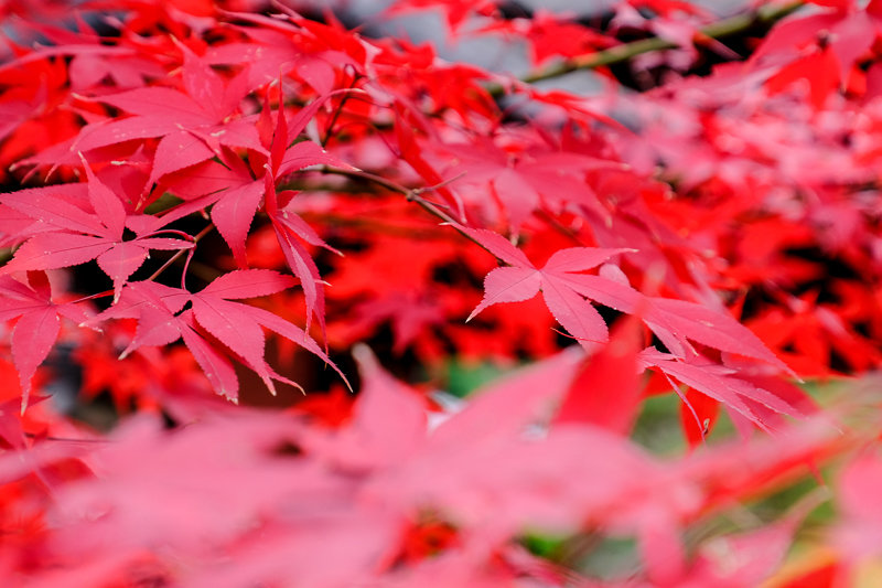 20181205_豪徳寺紅葉_10