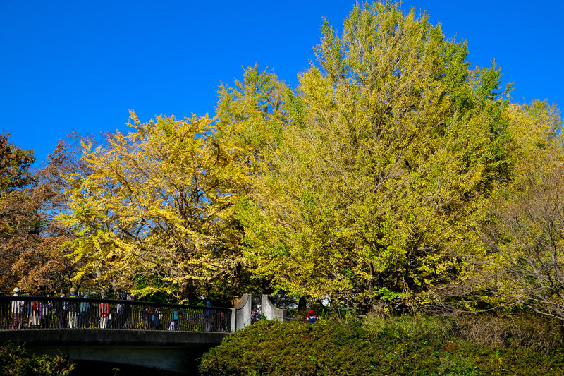 20181115_昭和記念公園黄葉_1