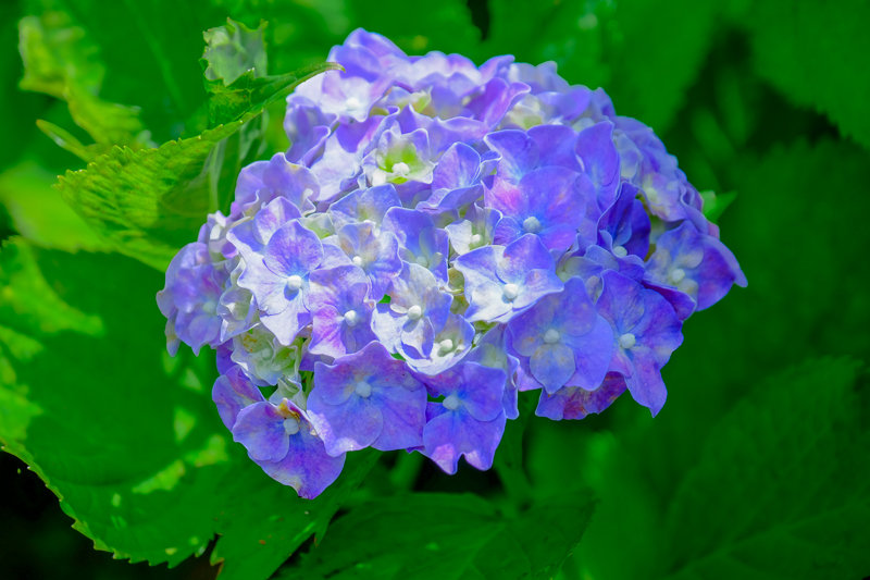 20180607_相模原北公園_あじさい_27