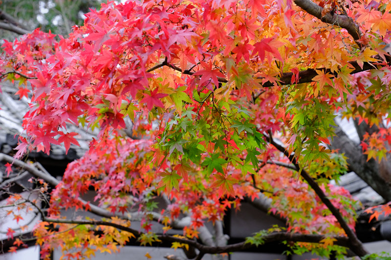 20181205_豪徳寺紅葉_8