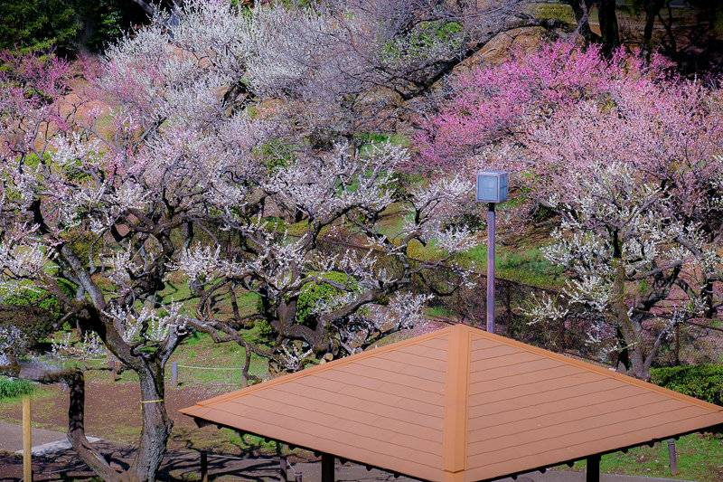 20190305_大倉山公園梅_2