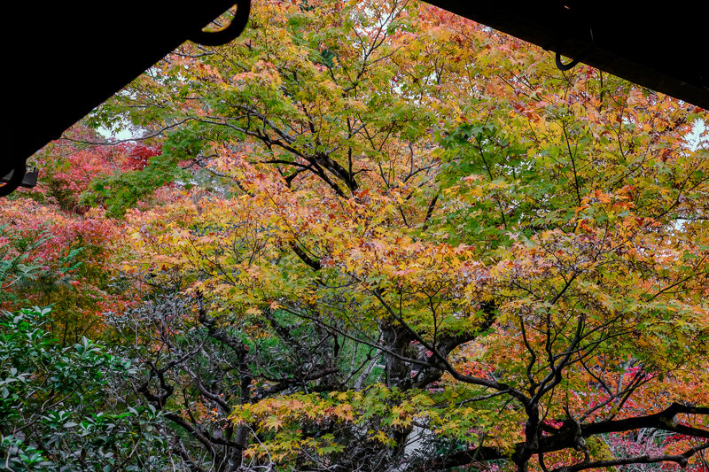 20181121_泉涌寺_13