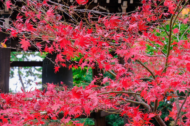 20181205_豪徳寺紅葉_3