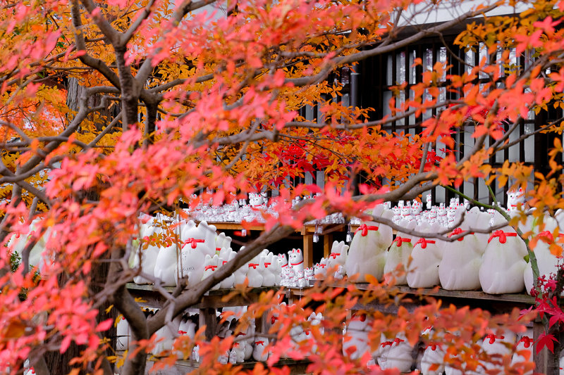 20181205_豪徳寺紅葉_7