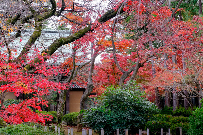 20181205_豪徳寺紅葉_11