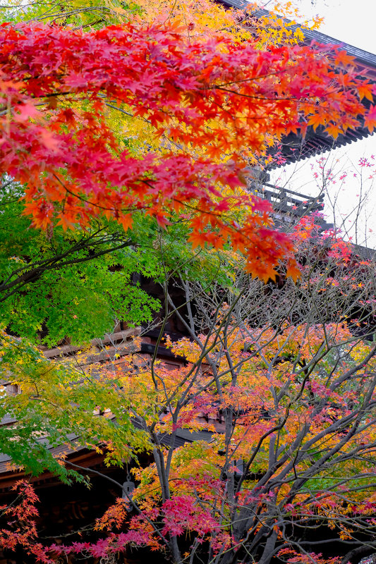 20181205_豪徳寺紅葉_15