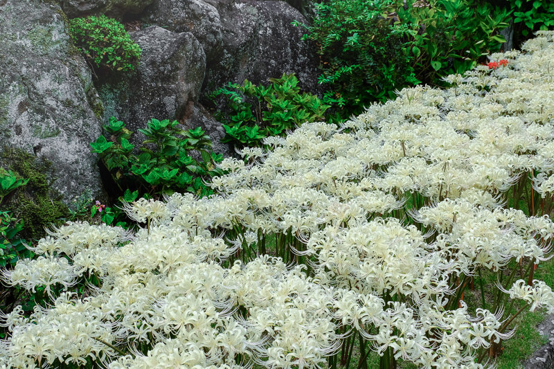 20170915_西方寺彼岸花_11