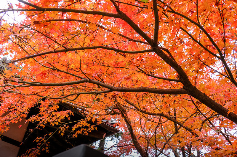 20181205_豪徳寺紅葉_9