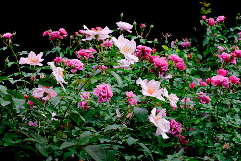 オータムガーデンとハロウィン装飾 横浜イングリッシュガーデン ２ Hana39