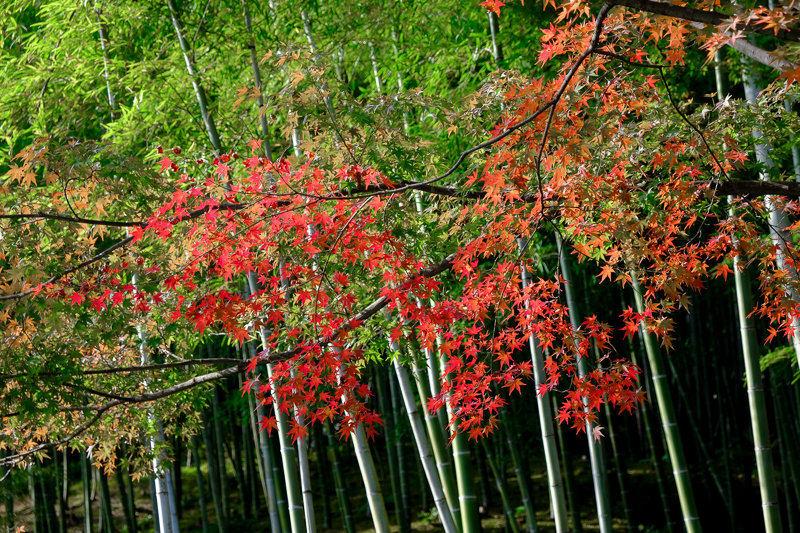 20181121_天龍寺_8