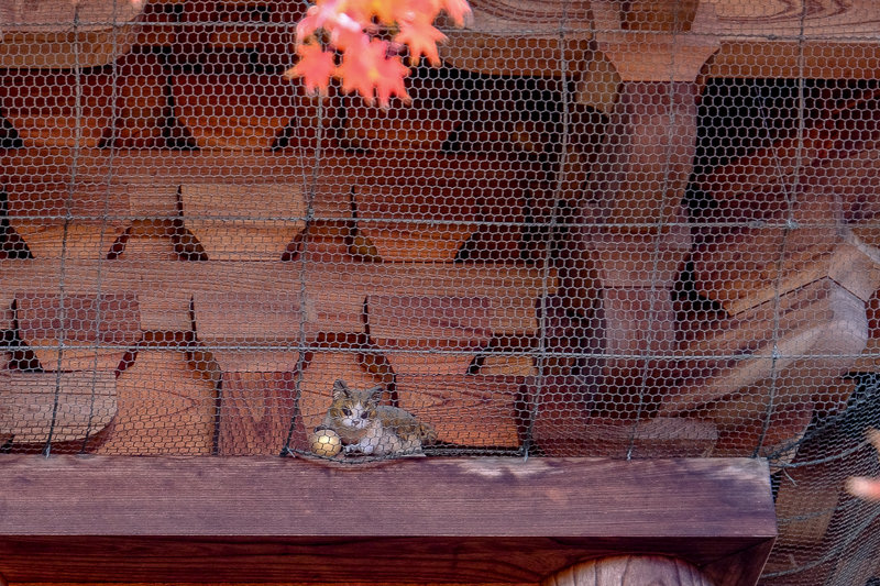 20181205_豪徳寺紅葉_17