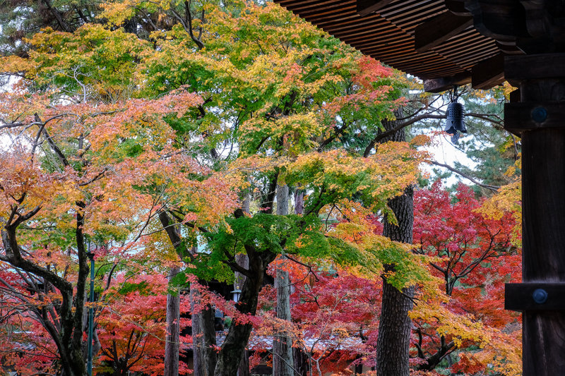 20181205_豪徳寺紅葉_5