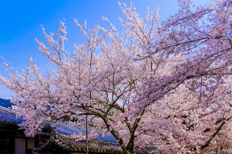 20180401_平等院_12