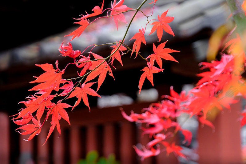 20181205_豪徳寺紅葉_12